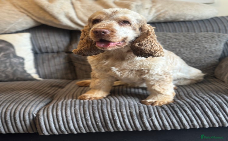 Cocker Spaniel dogs - Advert 2
