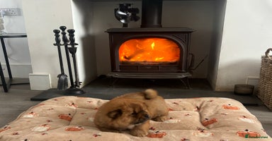 Chow Chow dogs - Advert 4
