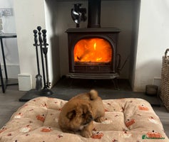 Chow Chow dogs - Advert 6