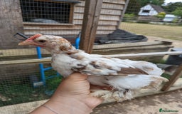 Chickens poultry for sale: FREE - Pure colour pekin bantam cockerels - Image 7