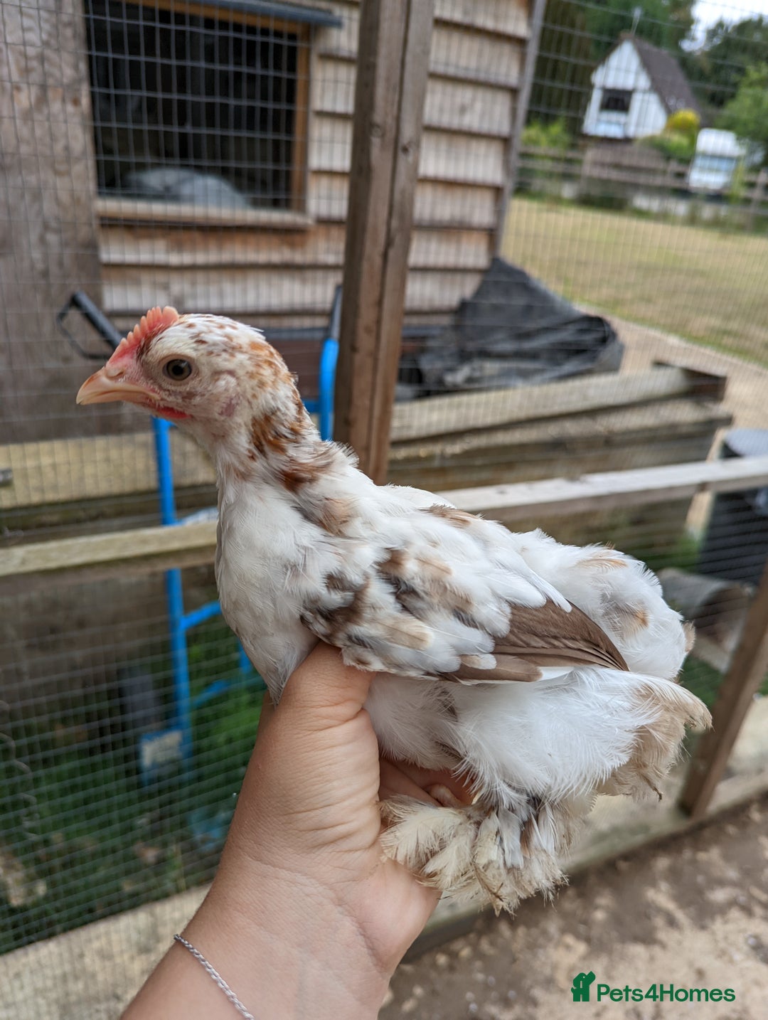 Chickens poultry for sale: FREE - Pure colour pekin bantam cockerels - Image 7