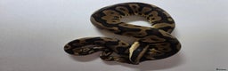Snake reptiles for sale: Ball pythons  - Advert 12