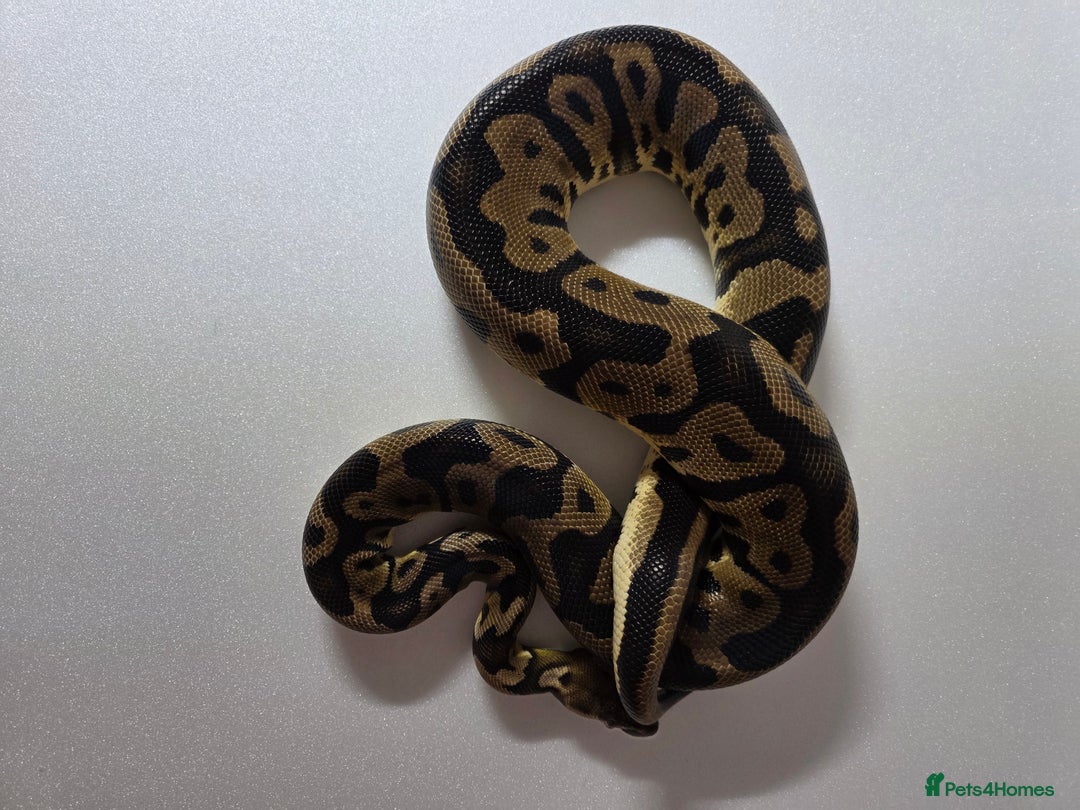 Snake reptiles for sale: Ball pythons  - Advert 12