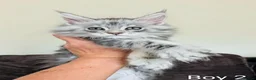 Maine Coon cats for sale: Male Maine Coon Kittens  in Alfreton - Advert 9
