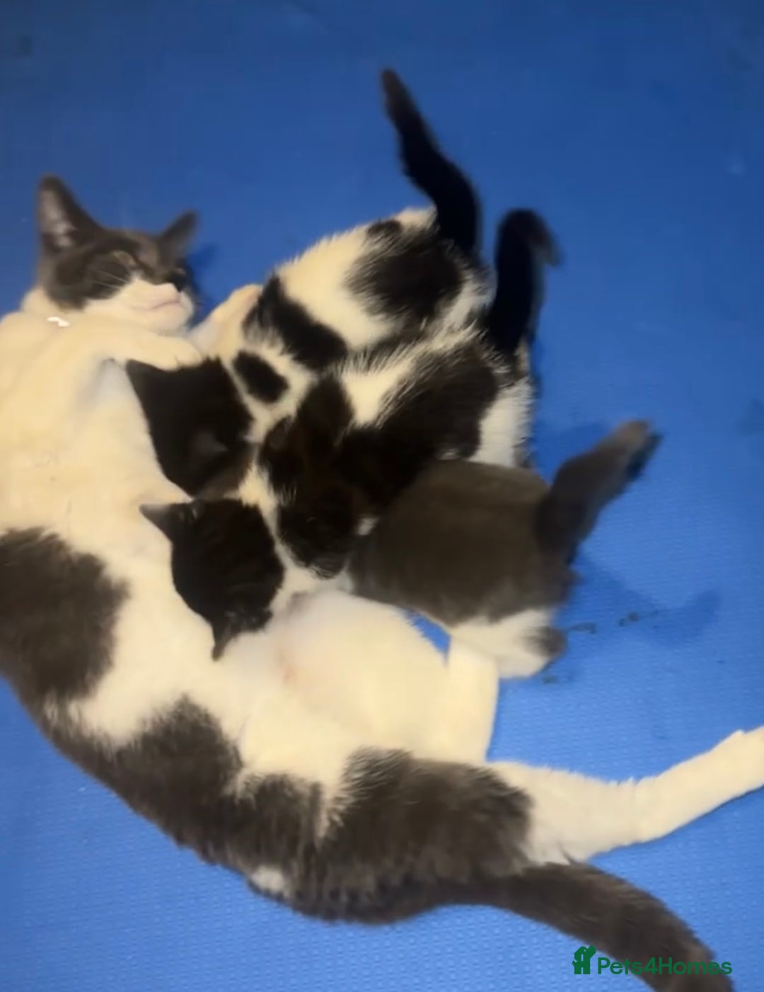 Mixed Breed cats for sale: Kitten for sale  - Advert 1