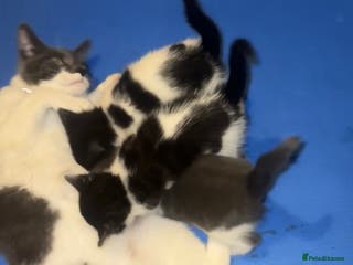 Mixed Breed cats Willto - Advert 2