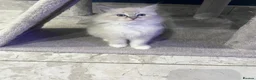 Ragdoll cats for sale: Ragdoll kittens for sale in Glasgow - Advert 8