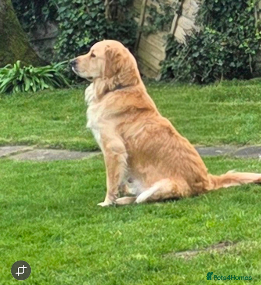 Mini Goldendoodle dogs Beautiful miniature goldendoodle puppies for sale - Advert 2