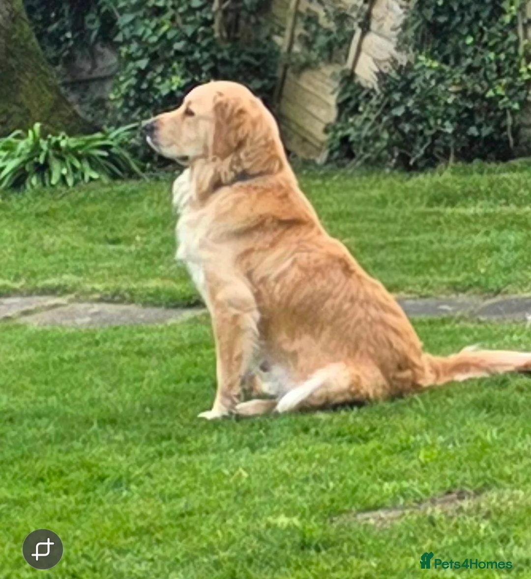 Mini Goldendoodle dogs for sale: Beautiful miniature goldendoodle puppies for sale - Advert 2