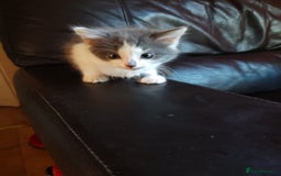Mixed Breed cats for sale: Cuddly fluffy kittens  - Image 1