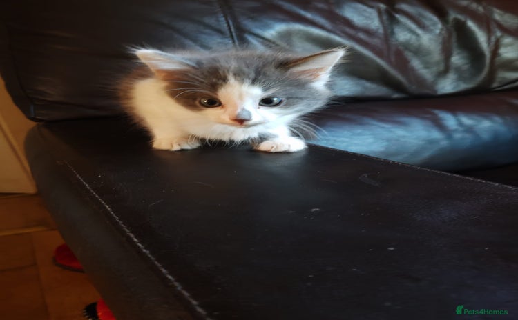 Mixed Breed cats - Advert 10