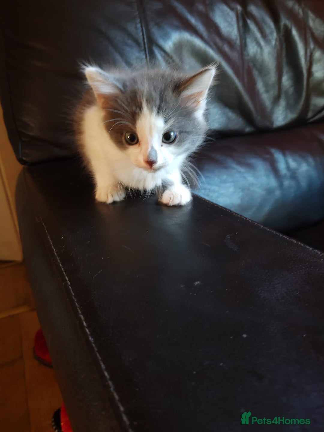 Mixed Breed cats for sale: Cuddly fluffy kittens  - Image 1