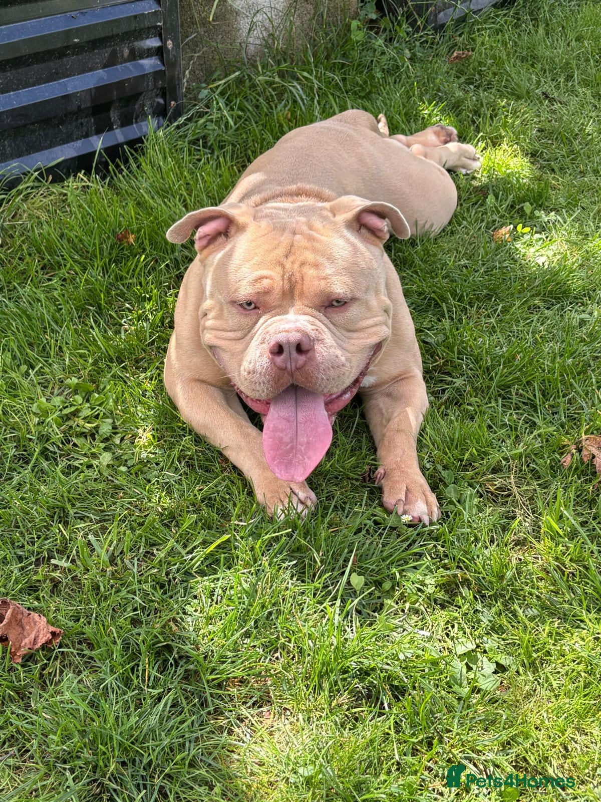 American Bully dogs Bruno 2 years old very friendly  - Advert 4