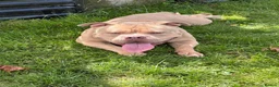 American Bully dogs for sale: Bruno 2 years old very friendly  - Advert 1