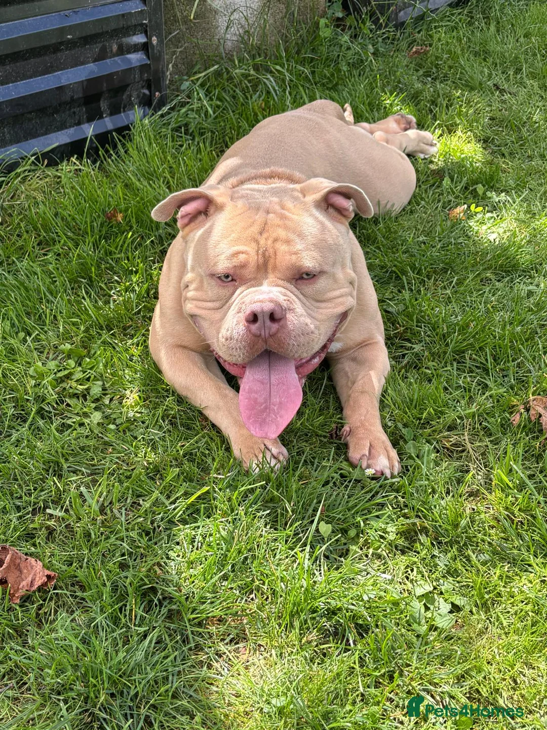 American Bully dogs for sale: Bruno 2 years old very friendly  - Advert 1