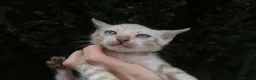 Bengal cats for sale: TICA REGISTERED SNOW BENGAL - Advert 9