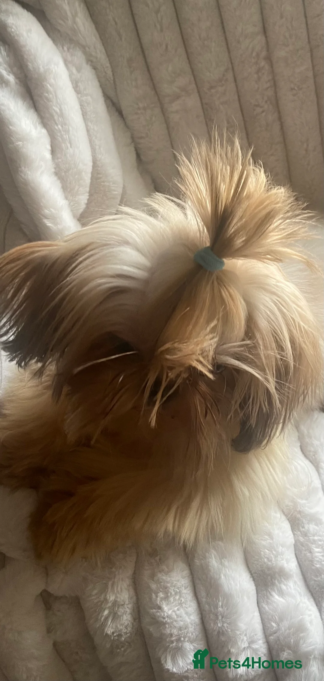 Shih Tzu dogs for sale: Imperial shihtzu boy - Advert 5