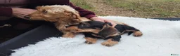Dachshund dogs for sale: Minature wired hair dachshund male  in Monmouth - Advert 5