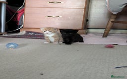 British Shorthair cats for sale: Kittens from loving country cottage home - Image 4