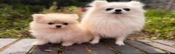 Pomeranian dogs for sale: Fluffy Sable Poms - Advert 16