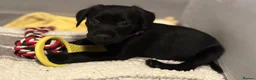 Cockerdor dogs for sale: Female Cockerdor puppies    - Advert 5