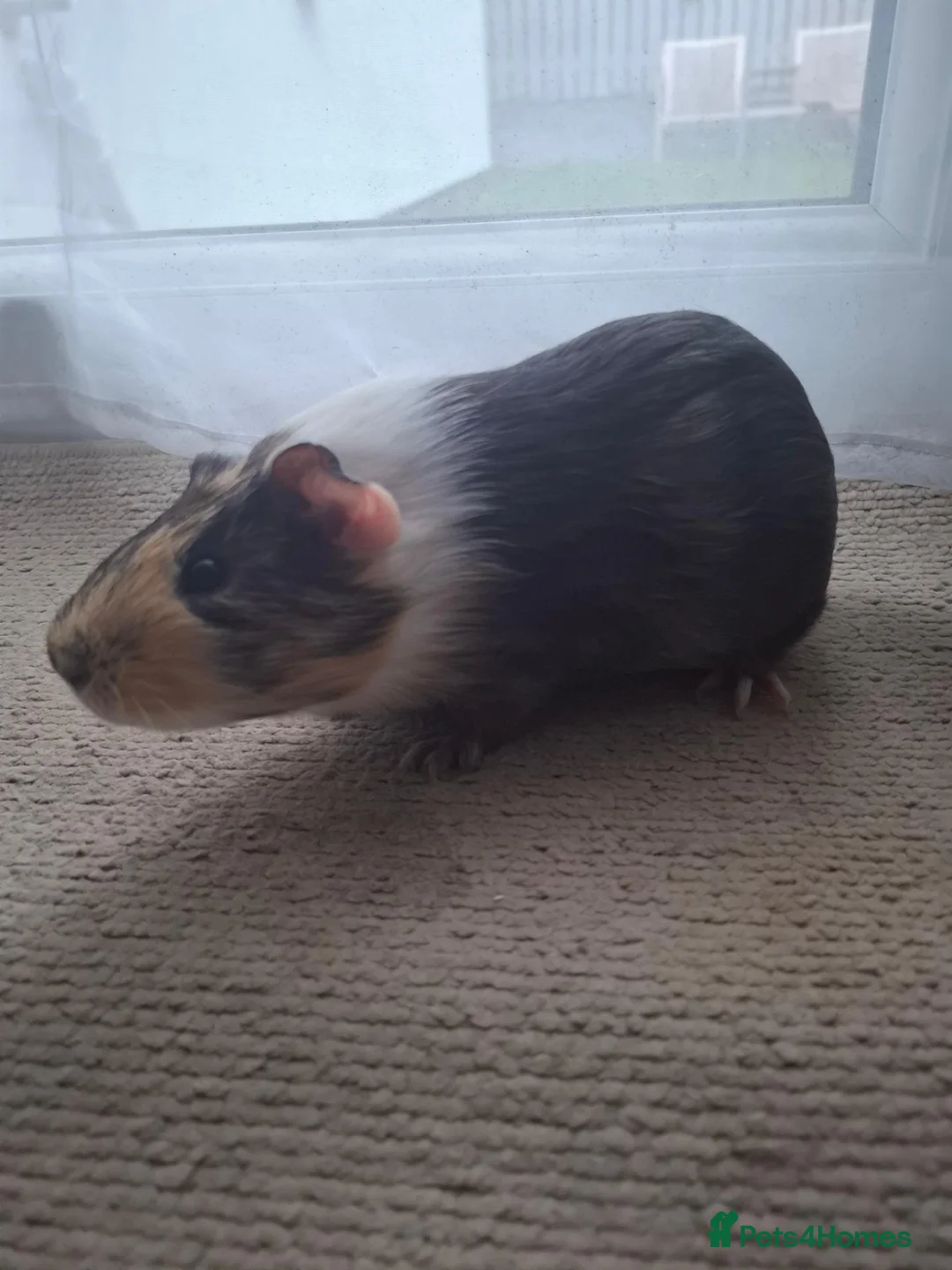Guinea Pig rodents for sale: Male guinea pig  in South Brent - Advert 3