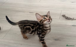 Bengal cats for sale: Stunning full pedigree bengal kittens *READY*  - Image 25