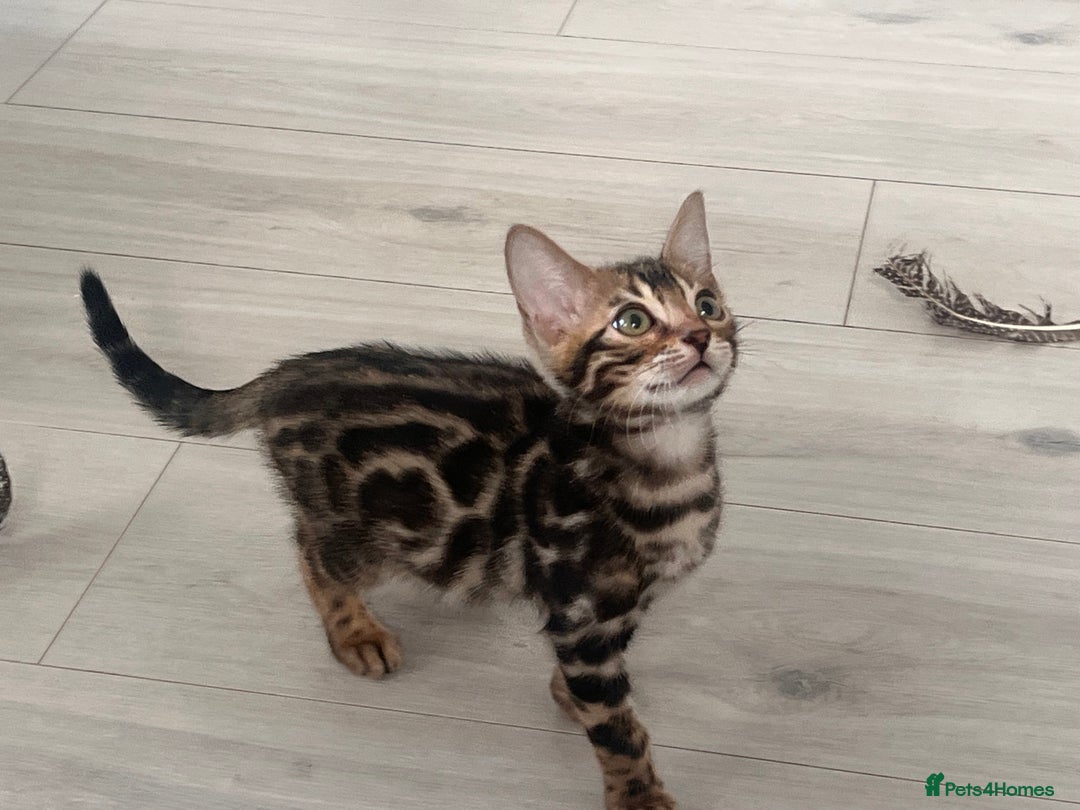Bengal cats for sale: Stunning full pedigree bengal kittens *READY*  - Image 25