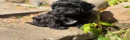 Mixed Breed dogs for sale: Gorgeous zuchon x toy poodle ready now - Advert 12