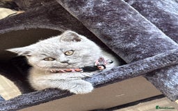 British Shorthair cats for sale: British short hair little girl  - Image 1