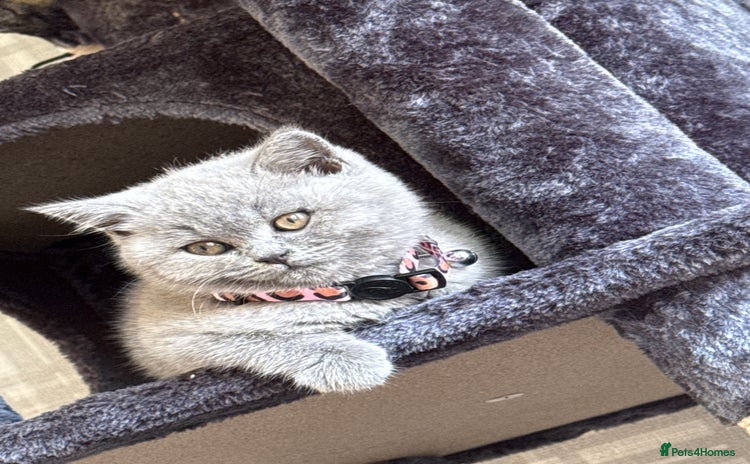British Shorthair cats - Advert 1