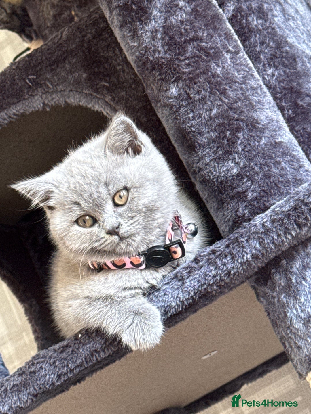 British Shorthair cats for sale: British short hair little girl  - Image 1