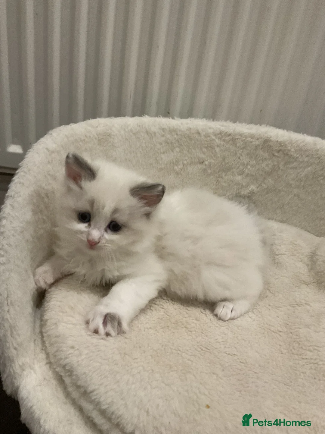 Ragdoll cats for sale: My Gorgeous Snowy Has Given Birth!!! - Advert 7
