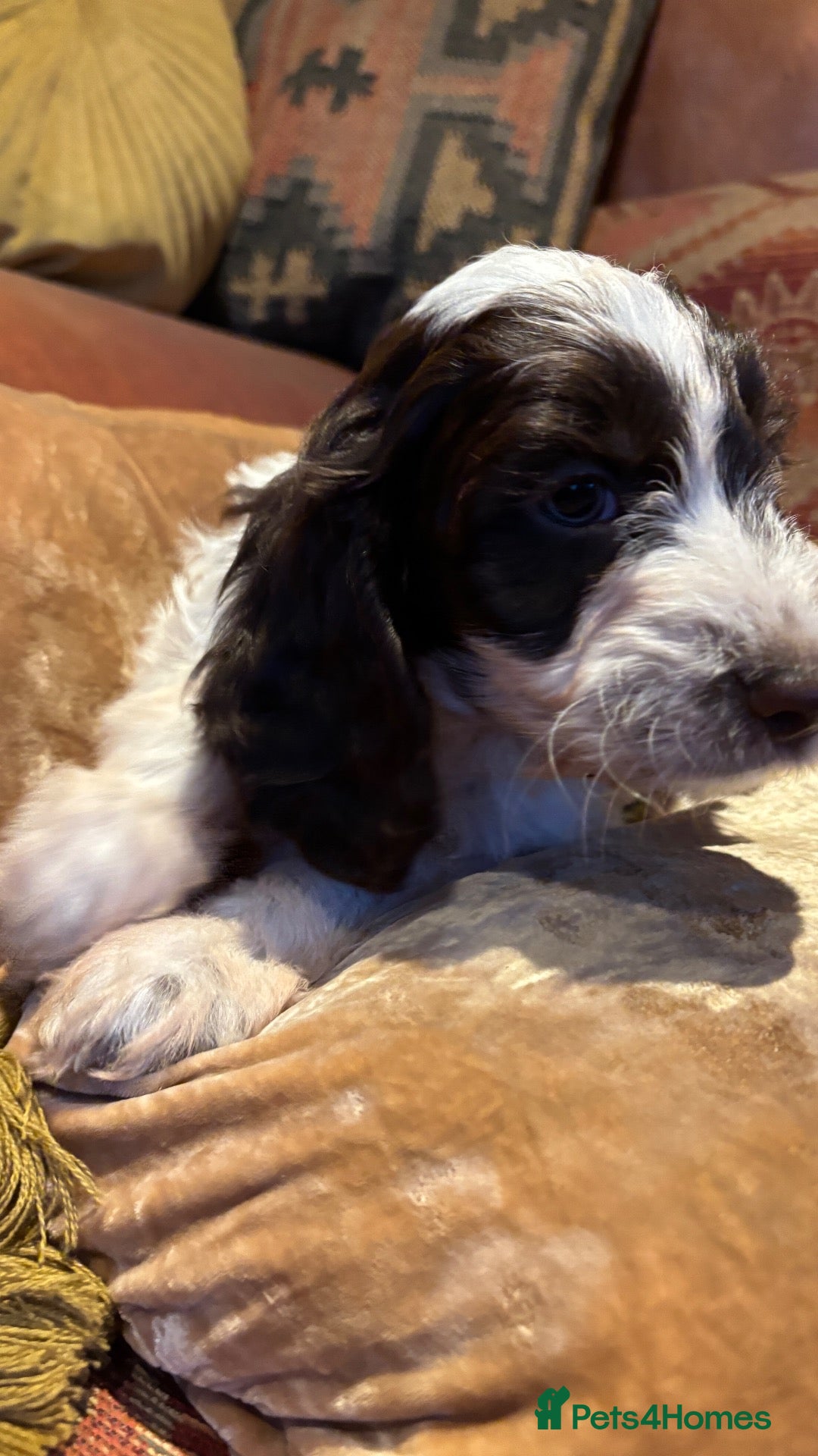Cockapoo dogs 🩷💙F1 Quality Teddy Bear Cockapoo pups 🩷💙 - Advert 2