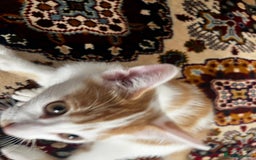 Mixed Breed cats for sale: calico male kitten READY TO LEAVE - Image 3