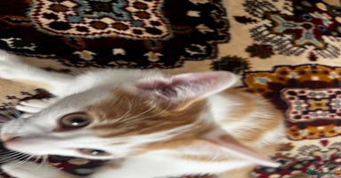 Mixed Breed cats - Advert 6