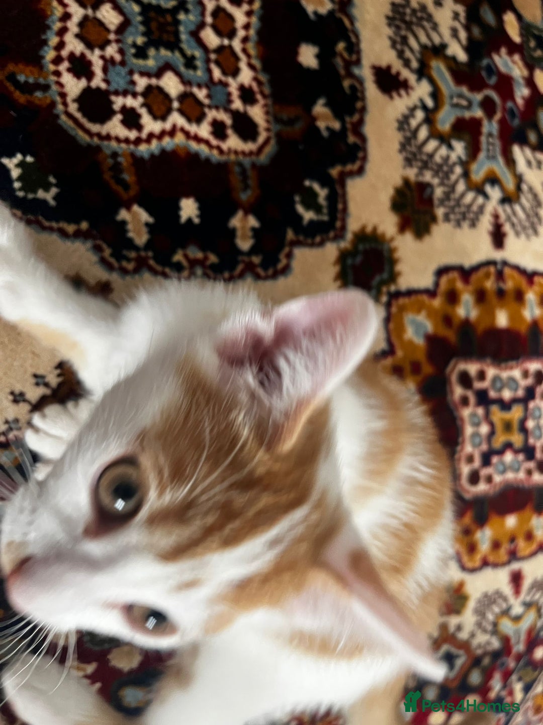 Mixed Breed cats for sale: calico male kitten READY TO LEAVE - Image 3