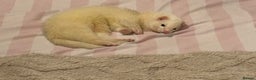 Ferret rodents for sale: Rehoming My Ferret – Looking for a Loving Home - Advert 4