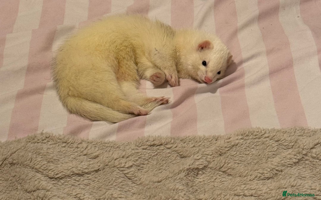 Ferret rodents for sale: Rehoming My Ferret – Looking for a Loving Home - Advert 4