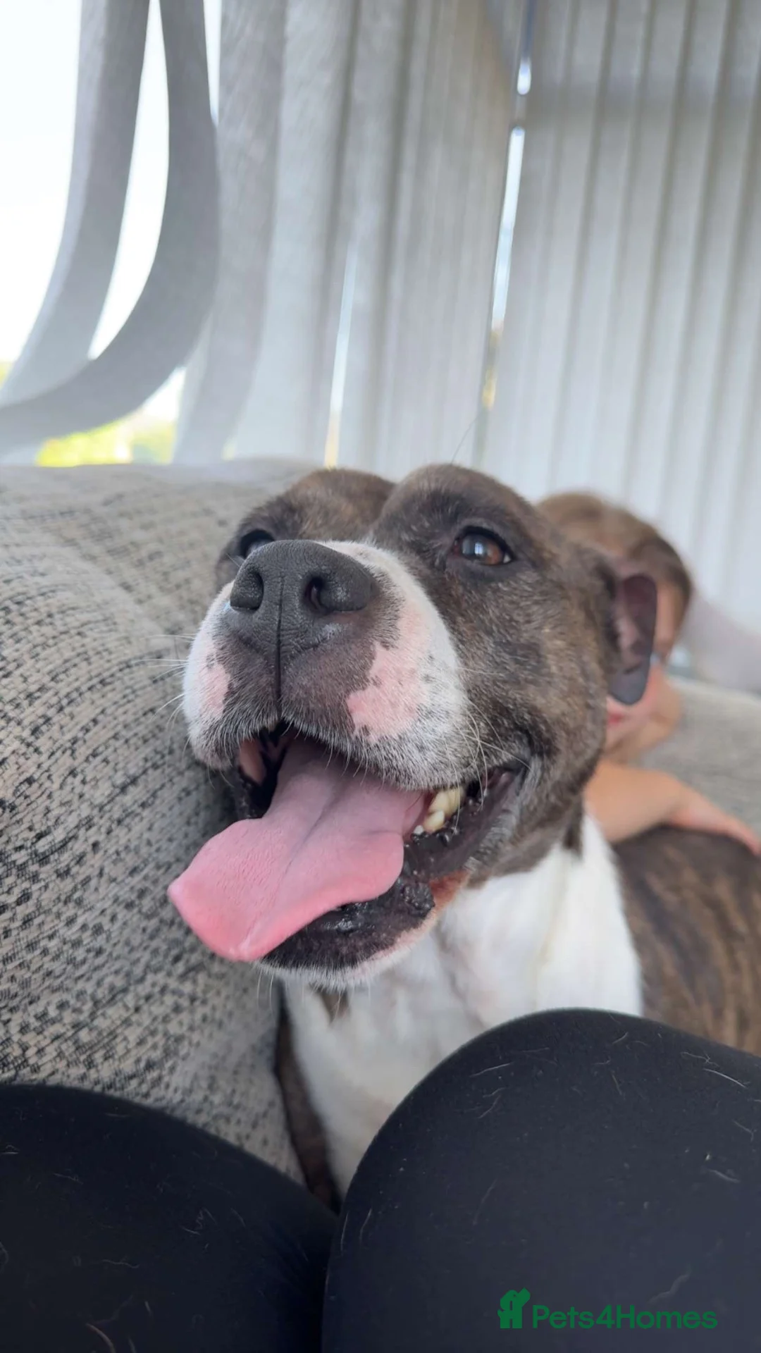 Staffordshire Bull Terrier dogs for sale: Leo male dog in Bradford - Advert 1