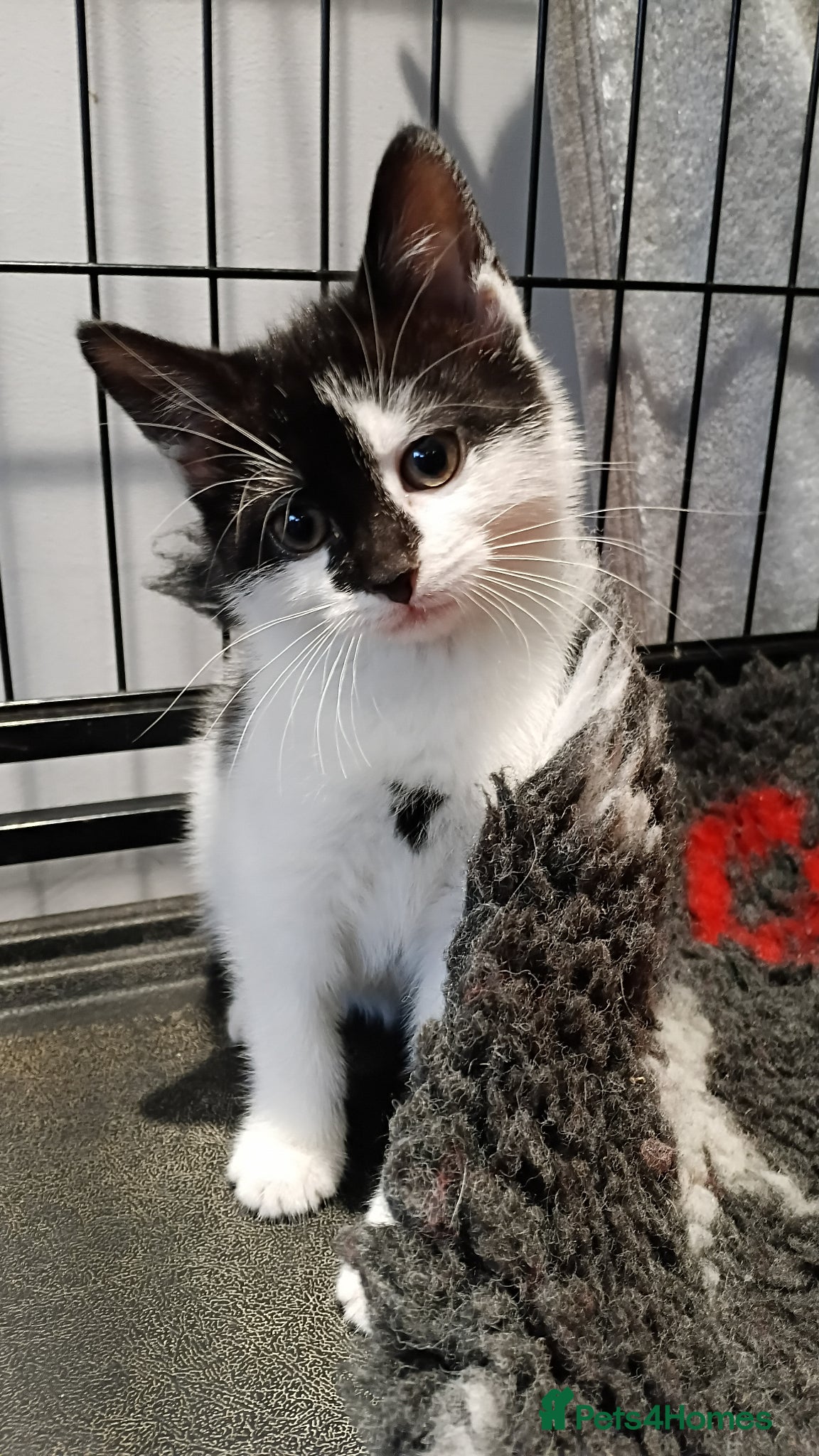 Mixed Breed cats Female Kitten - Advert 7