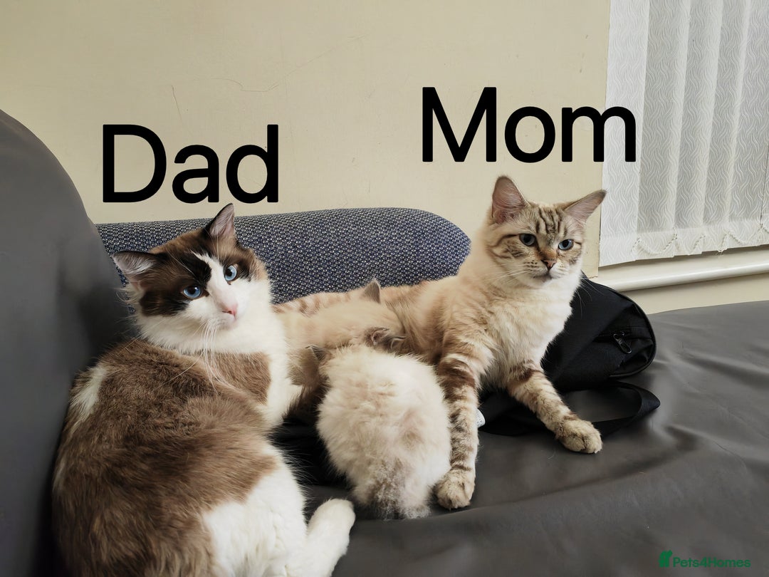 Ragdoll cats for sale: Purebred and Cute Ragdoll in Cardiff - Image 11