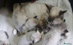 Ragdoll cats for sale: Beautiful GCCF Registered Ragdoll Kittens. - Image 34