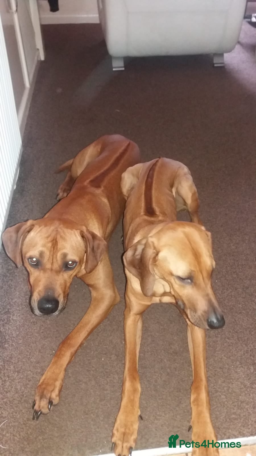 Rhodesian Ridgeback dogs 🦁RHODESIAN RIDGEBACKS PUPPIES🦁  - Advert 2