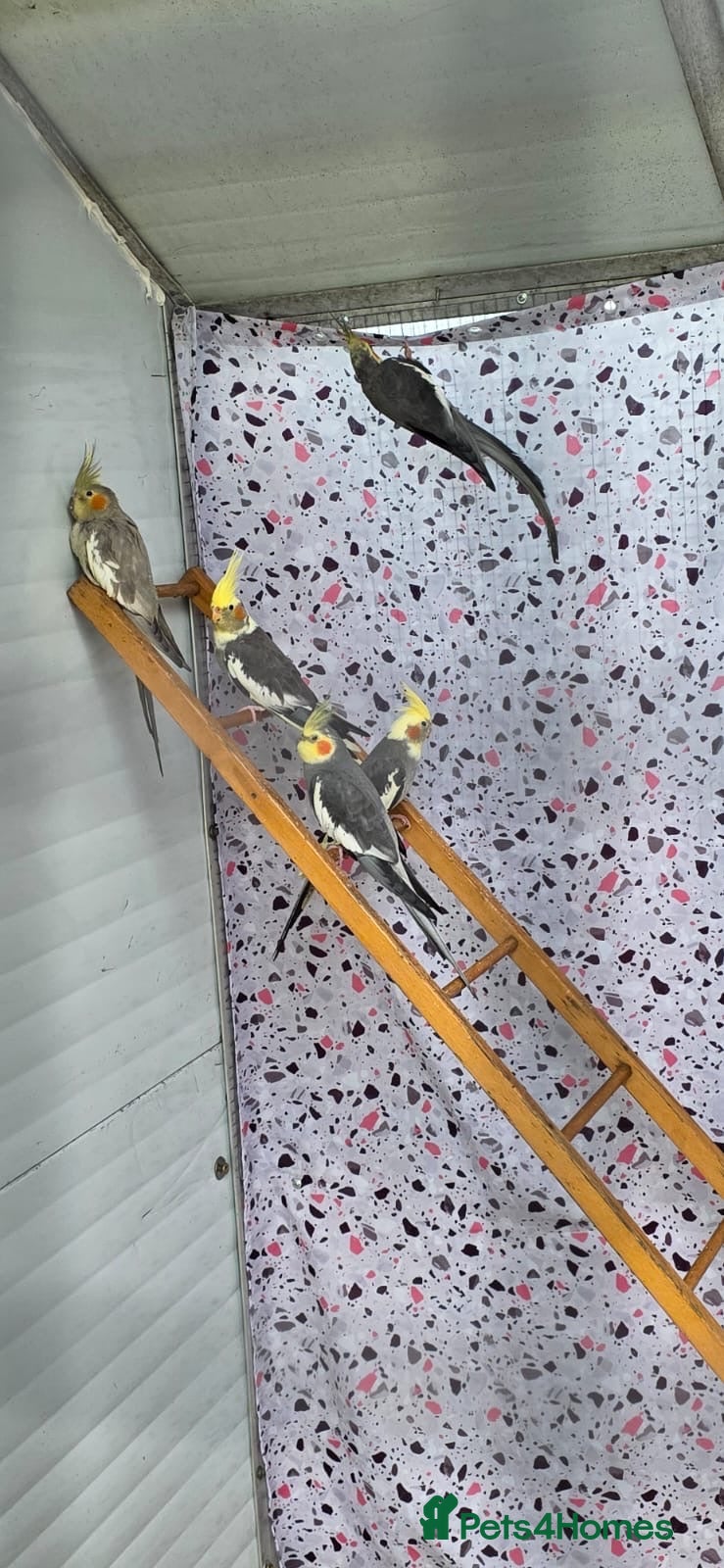 Cockatiels birds Cocktails  - Advert 1