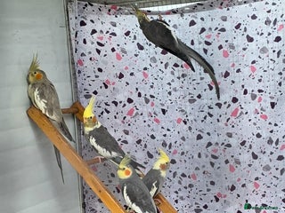 Cockatiels birds Cocktails - Advert 1