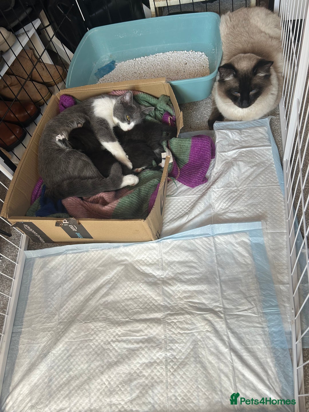 Mixed Breed cats for sale: Beautiful ragdoll x bsh - Image 6