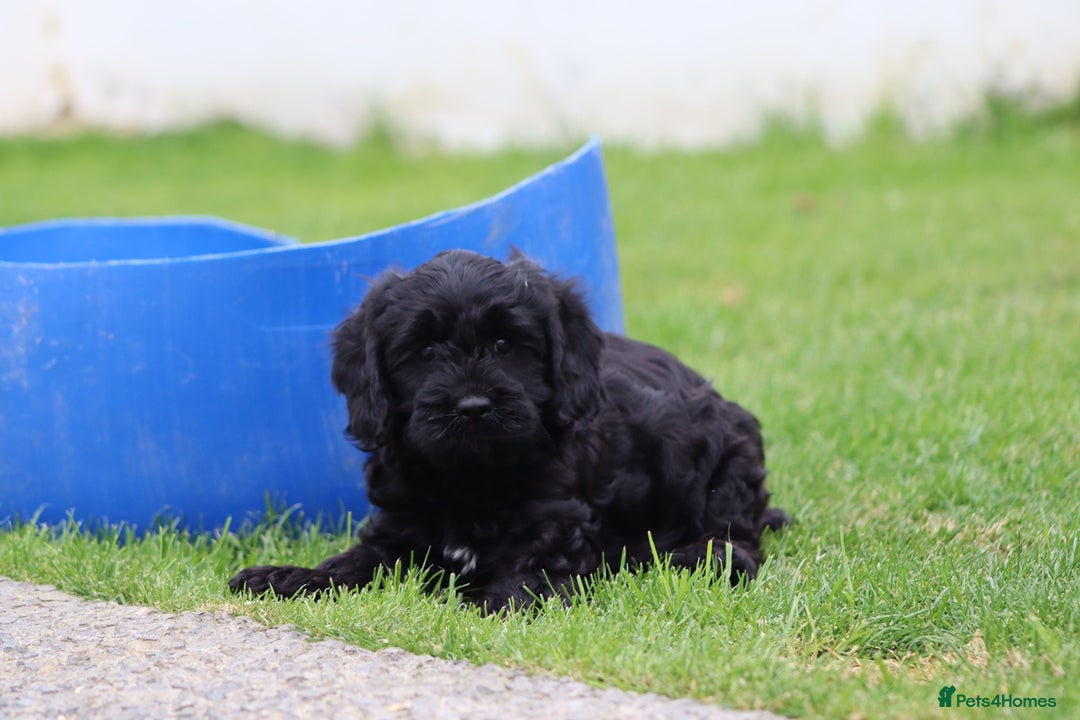 Cavapoo dogs for sale: Beautiful Cavapoo puppies for sale - Image 7