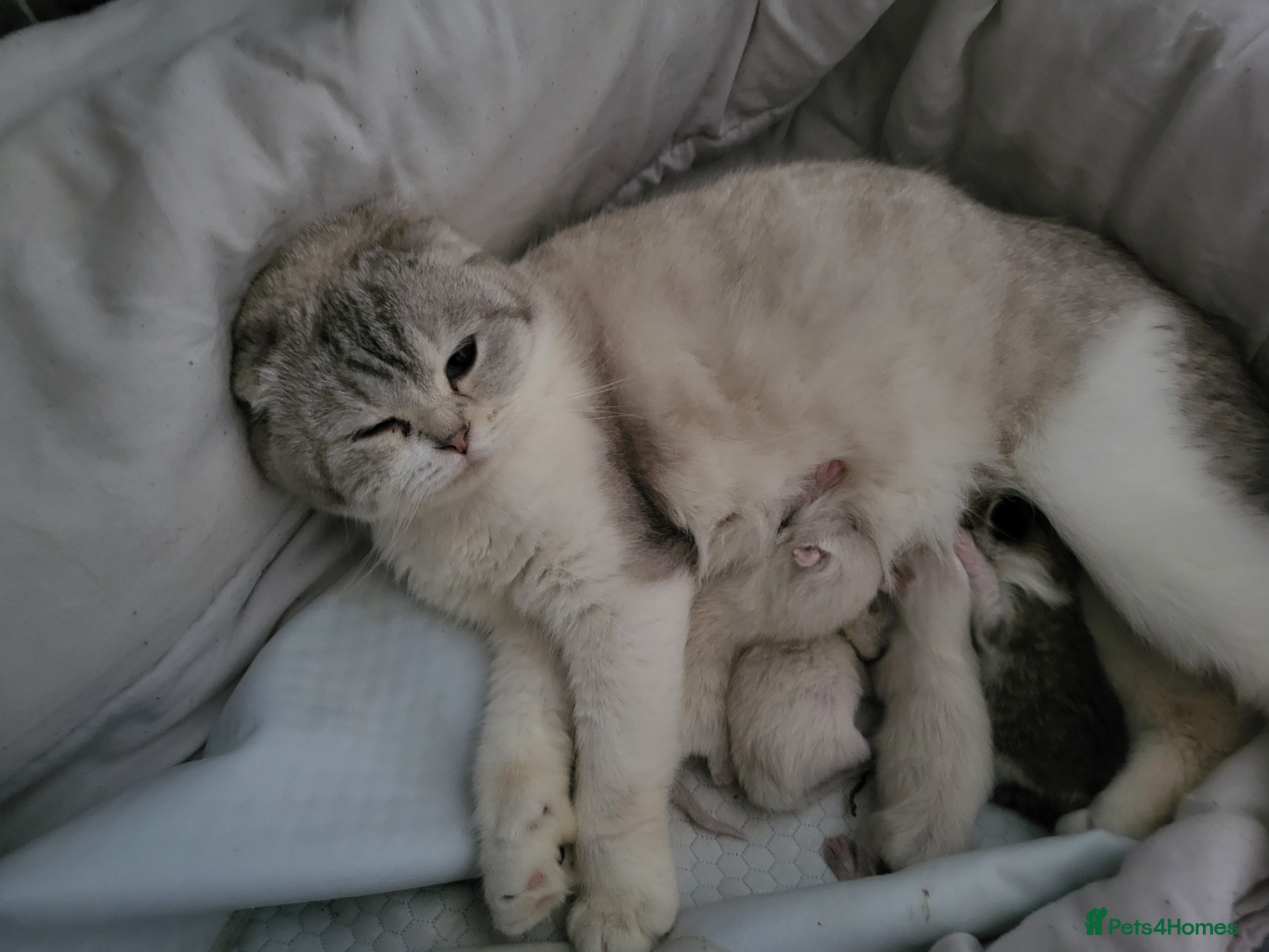 Mixed Breed cats Beautiful scottish fold&british shorthair  ! - Advert 1