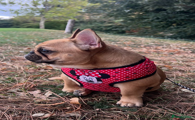 French Bulldog dogs - Advert 4
